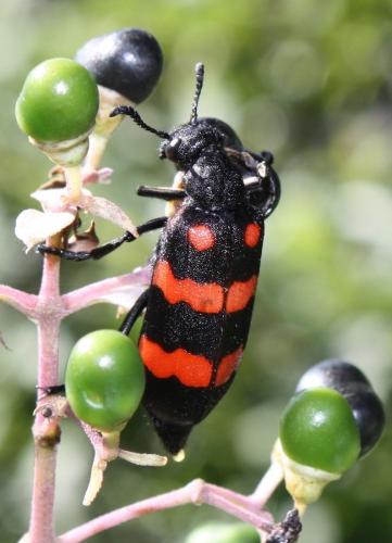 Réf. 245 520 : Hycleus biundulatus